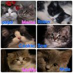 Raszuivere Ragdoll kitten, Meerdere dieren, Gechipt