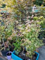 Verschillende Japanse esdoorn, Acer palmatum, Bloeit niet, Halfschaduw, Minder dan 100 cm, Overige soorten