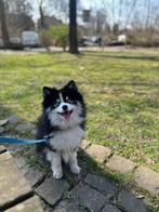 Pomsky F3 Dekreu ( Husky / Pomeranian), Dieren en Toebehoren, Honden | Dekreuen, Rabiës (hondsdolheid), Reu, 1 tot 2 jaar, Buitenland