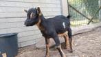 Mooie dwerg geit bokjes te koop!, Dieren en Toebehoren, Schapen, Geiten en Varkens, Mannelijk, Geit, 0 tot 2 jaar