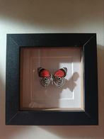 Ingelijste vlinder in zwarte lijst, Antiek en Kunst, Kunst | Beelden en Houtsnijwerken, Ophalen of Verzenden