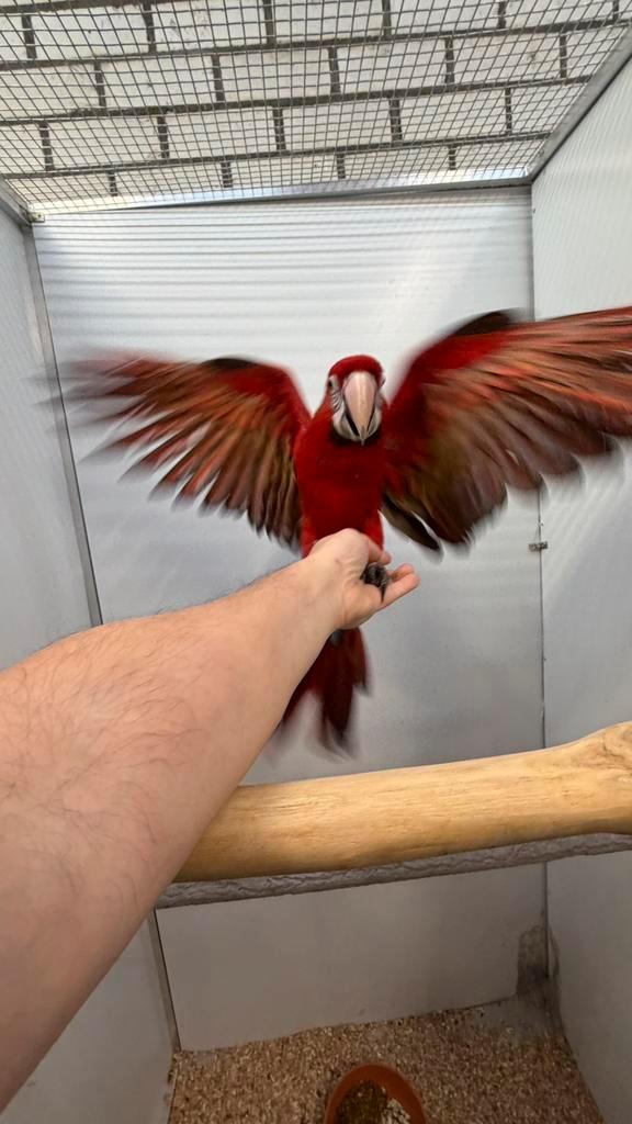 Ruby Ara Papegaaie Süper Tamme, Dieren en Toebehoren, Vogels | Parkieten en Papegaaien, Papegaai, Meerdere dieren
