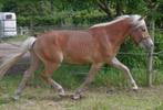 Te koop 2 jarige haflinger hengst (Winterball x Monsoon), Dieren en Toebehoren, Paarden, Minder dan 160 cm, 0 tot 2 jaar, Hengst