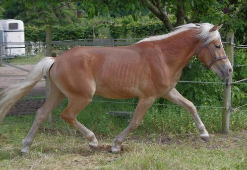 Te koop 2 jarige haflinger hengst (Winterball x Monsoon), Dieren en Toebehoren, Paarden, Hengst, Minder dan 160 cm, 0 tot 2 jaar