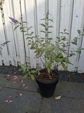 Mooie vlinderstruik (Buddleja davidii)  beschikbaar voor biedingen