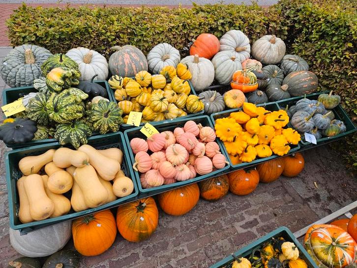Pompoenen en kalebassen te koop, Tuin en Terras, Planten | Tuinplanten, Ophalen