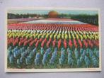 M10 Bloembollenvelden Hyacinten, Verzenden, 1920 tot 1940, Gelopen, Zuid-Holland