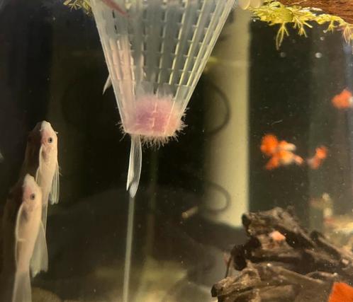 Microfex Wormen/Dero wormen - plecoschuurmenno, Dieren en Toebehoren, Vissen | Aquariumvissen, Vis