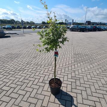 Japanse esdoorn op stam beschikbaar voor biedingen