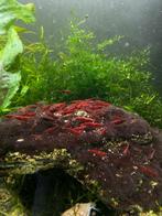 Neocaridina red, rode garnaal, Kreeft, Krab of Garnaal, Zoetwatervis
