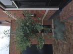 Eucalyptus boom, Ophalen of Verzenden, Volle zon, Overige soorten