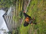 Te koop brahma haan, Dieren en Toebehoren, Pluimvee, Mannelijk, Kip