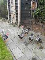 Gratis Wyandotte Haan, Dieren en Toebehoren, Pluimvee, Mannelijk, Kip