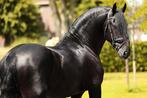 Mooie brave friese ruin te koop, Dieren en Toebehoren, Paarden, Gechipt, Ruin, Dressuurpaard, 3 tot 6 jaar