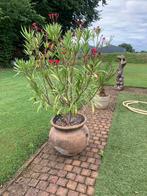 Prachtige orleander met prachtige grote terracotta pot, Tuin en Terras, Bloempotten, Ophalen, Zo goed als nieuw, Rond, 40 cm of meer