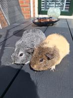 Koppel cavia., Dieren en Toebehoren, Knaagdieren, Meerdere dieren, Cavia, Voor 1 juli 2024