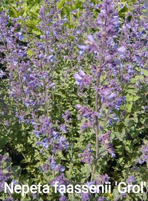 Zaden van verschillende bloemen planten ~Lijst 3~, Tuin en Terras, Bloembollen en Zaden, Zaad, Verzenden