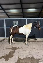 Brave bonte 2,5 jarige ruin, Dieren en Toebehoren, Paarden, Minder dan 160 cm, Ruin, 3 tot 6 jaar, Westernpaard