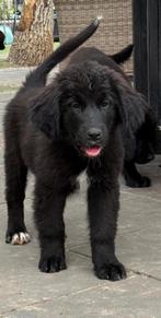 Newfoundlander pups kruising nog enkele pups  beschikbaar, 8 tot 15 weken, Groot, CDV (hondenziekte), Meerdere