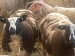 Zeer mooie baggerbonte fokooilammeren, Vrouwelijk, Schaap, 0 tot 2 jaar