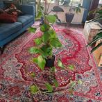 Epipremnum drakenklimop, Ophalen, Overige soorten, Halfschaduw, In pot