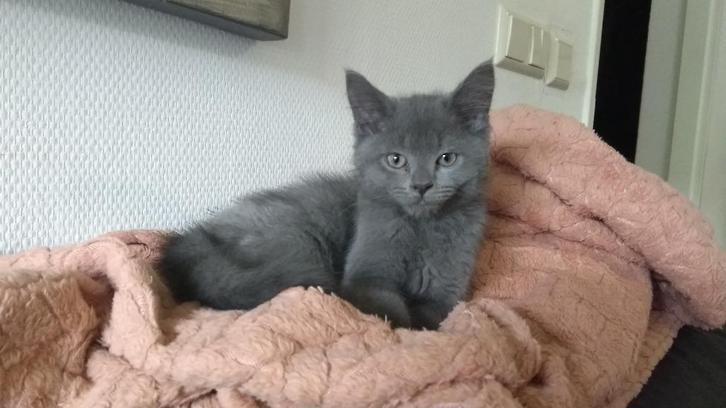 Britse korthaar kitten 12 weken oud .., Dieren en Toebehoren, Katten en Kittens | Raskatten | Korthaar, Meerdere dieren, 0 tot 2 jaar