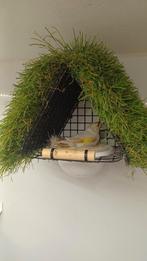 Nestkastjes tekoop, Dieren en Toebehoren, Vogels | Overige Vogels, Meerdere dieren, Tropenvogel