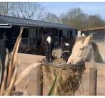 Wegens verhuizing❗️inkrimpen jonge KWPN Dressuur paarden, Dieren en Toebehoren, Paarden, Gechipt, Niet van toepassing, Dressuurpaard