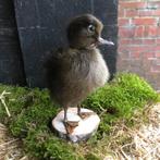 Taxidermie opgezet eendenkuikentje bruin, Ophalen of Verzenden