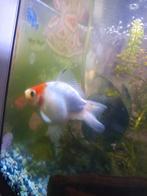 Sluierstaart goudvis, ruilen, gratis (moet weg), Vis, Zoetwatervis
