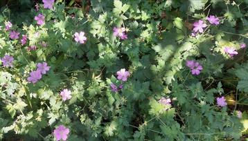 Roze ooievaarsbek - Geranium endressii beschikbaar voor biedingen
