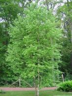 **ACTIE** Betula pubescens, Zachte Berk, Berkenboom, inheems, Tuin en Terras, Planten | Bomen, Bloeit niet, Ophalen of Verzenden