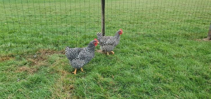 2 Amrock kippen te koop, Dieren en Toebehoren, Pluimvee, Kip, Vrouwelijk