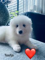 Samojeed puppy’s, CDV (hondenziekte), Overige rassen, 8 tot 15 weken, Meerdere