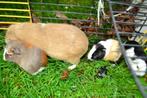 cavia's te koop!, Dieren en Toebehoren, Knaagdieren, Cavia, Meerdere dieren, Tam, Oktober