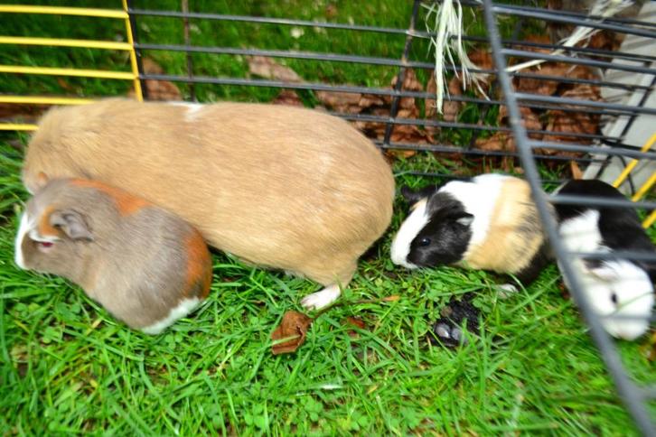 cavia's te koop!, Dieren en Toebehoren, Knaagdieren, Meerdere dieren, Cavia, Oktober, Tam