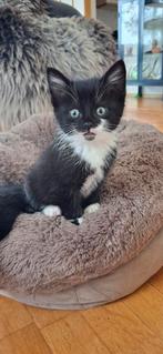 Kittens, nog 1 vrouwtje beschikbaar, Dieren en Toebehoren, Katten en Kittens | Overige Katten, Meerdere dieren, Kortharig, 0 tot 2 jaar