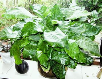 Grote Calathea musaïca - 55 x 80 cm beschikbaar voor biedingen