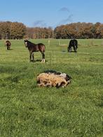 Te koop 2 kune kune varkens, Dieren en Toebehoren, Schapen, Geiten en Varkens, Vrouwelijk, Varken, 0 tot 2 jaar