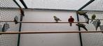 Stanley Rosella, Dieren en Toebehoren, Vogels | Parkieten en Papegaaien, Meerdere dieren, Parkiet, Geringd