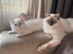 Ragdoll kitten met stamboom, geteste ouders, mogen verhuizen, Dieren en Toebehoren, Katten en Kittens | Raskatten | Langhaar, Meerdere dieren