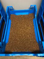 Levende meelwormen te koop, Dieren en Toebehoren, Dierenvoeding, Ophalen, Pluimvee