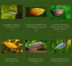 Diverse soorten Gourami vissen, Vis, Zoetwatervis
