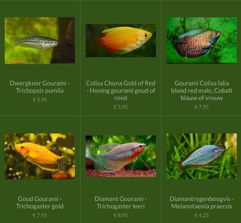 Diverse soorten Gourami vissen, Dieren en Toebehoren, Vissen | Aquariumvissen, Zoetwatervis, Vis