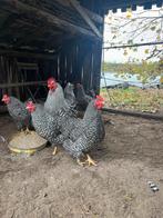 Mooi trio geringde Amrock’s 2025, Dieren en Toebehoren, Pluimvee, Meerdere dieren, Kip