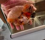 Ranchu/Buffelrug, Vis, Zoetwatervis