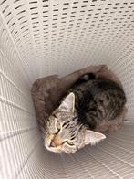 Cyperse kitten, Kater, Kortharig, 0 tot 2 jaar