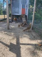 goudfazanten, Dieren en Toebehoren, Mannelijk, Kip