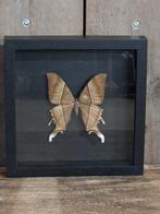 Nachtvlinder in lijst, Ophalen of Verzenden, Nieuw, Insect, Opgezet dier