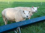 Twee raszuivere Texelaar stamboek ooien, Dieren en Toebehoren, Schapen, Geiten en Varkens, Vrouwelijk, Schaap